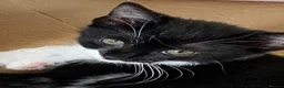 Mixed Breed cats for sale: Two beautiful kittens - Advert 2