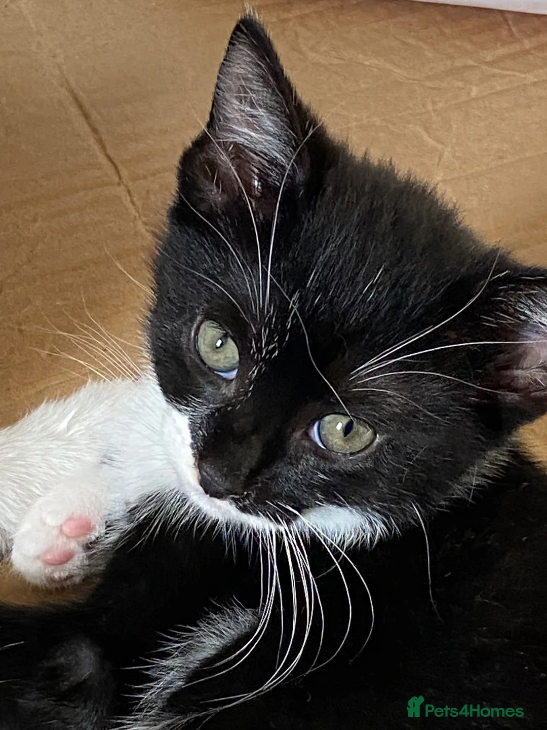 Mixed Breed cats for sale: Two beautiful kittens - Advert 2