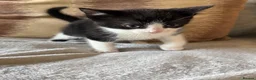 Mixed Breed cats for sale: Beautiful kittens for sale  - Advert 4