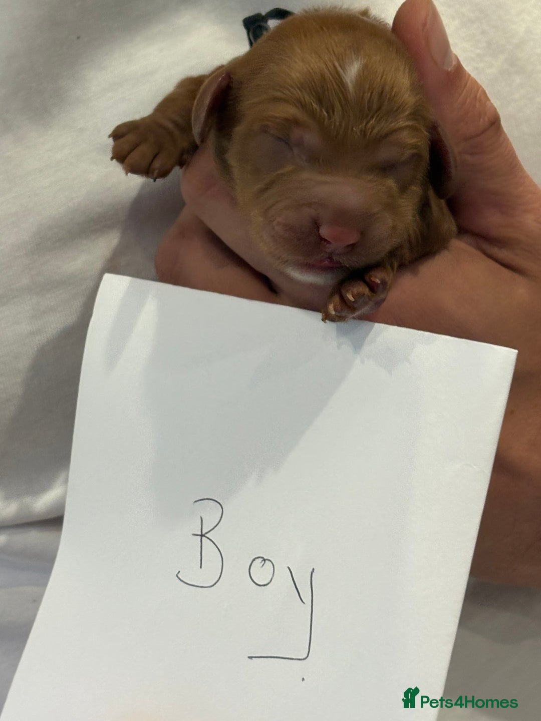Cockapoo dogs for sale: Red, Chocolate and Merle Cockapoo Puppies - Image 12