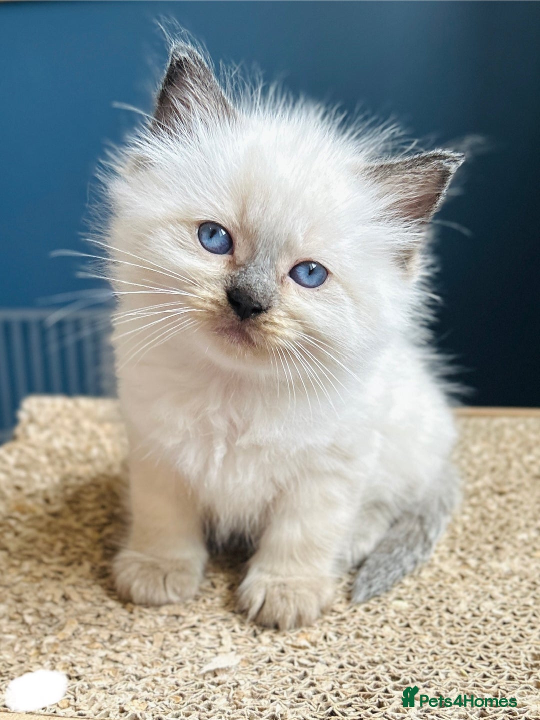 Ragdoll cats for sale: Stunning Rainbow of Ragdoll Kittens - Image 34