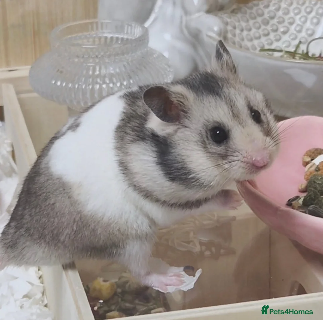 Hamster rodents for sale: Male Syrian hamster - Advert 1