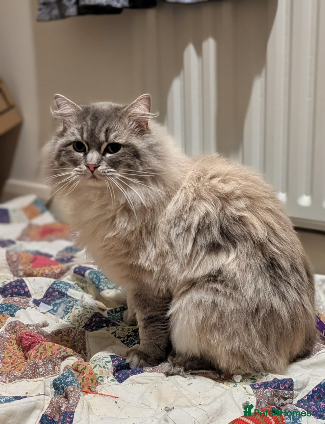 Ragdoll cats for stud: King Baloo 👑  - Advert 4