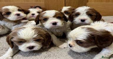 Cavalier King Charles Spaniel dogs - Advert 3