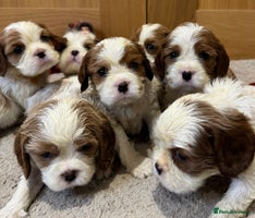 Cavalier King Charles Spaniel dogs - Advert 3