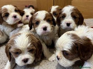 Cavalier King Charles Spaniel dogs - Advert 23