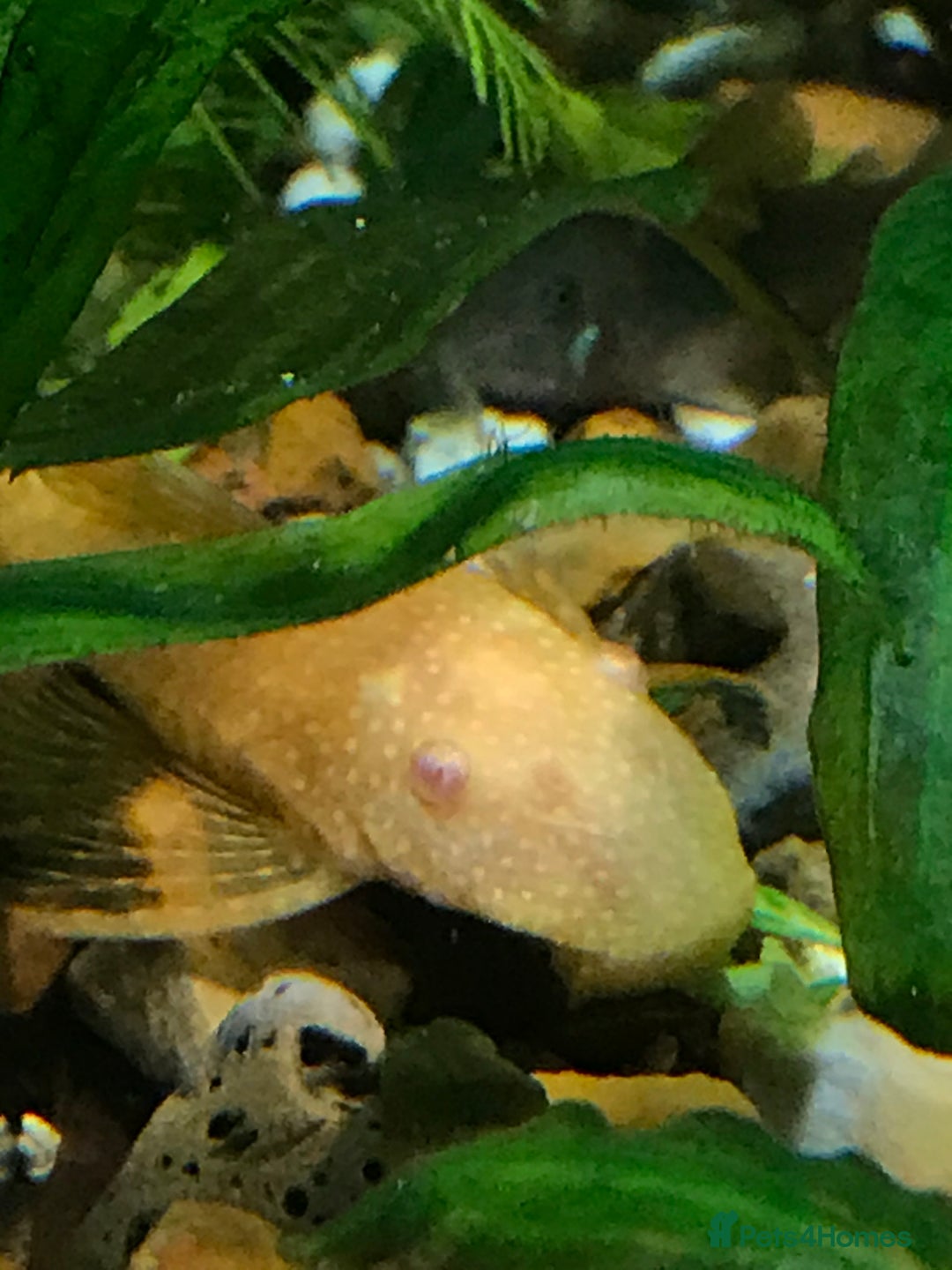 Plecos fish for sale: L144 Blue Eyed Bristlenose Pleco size 3 cm - Image 17