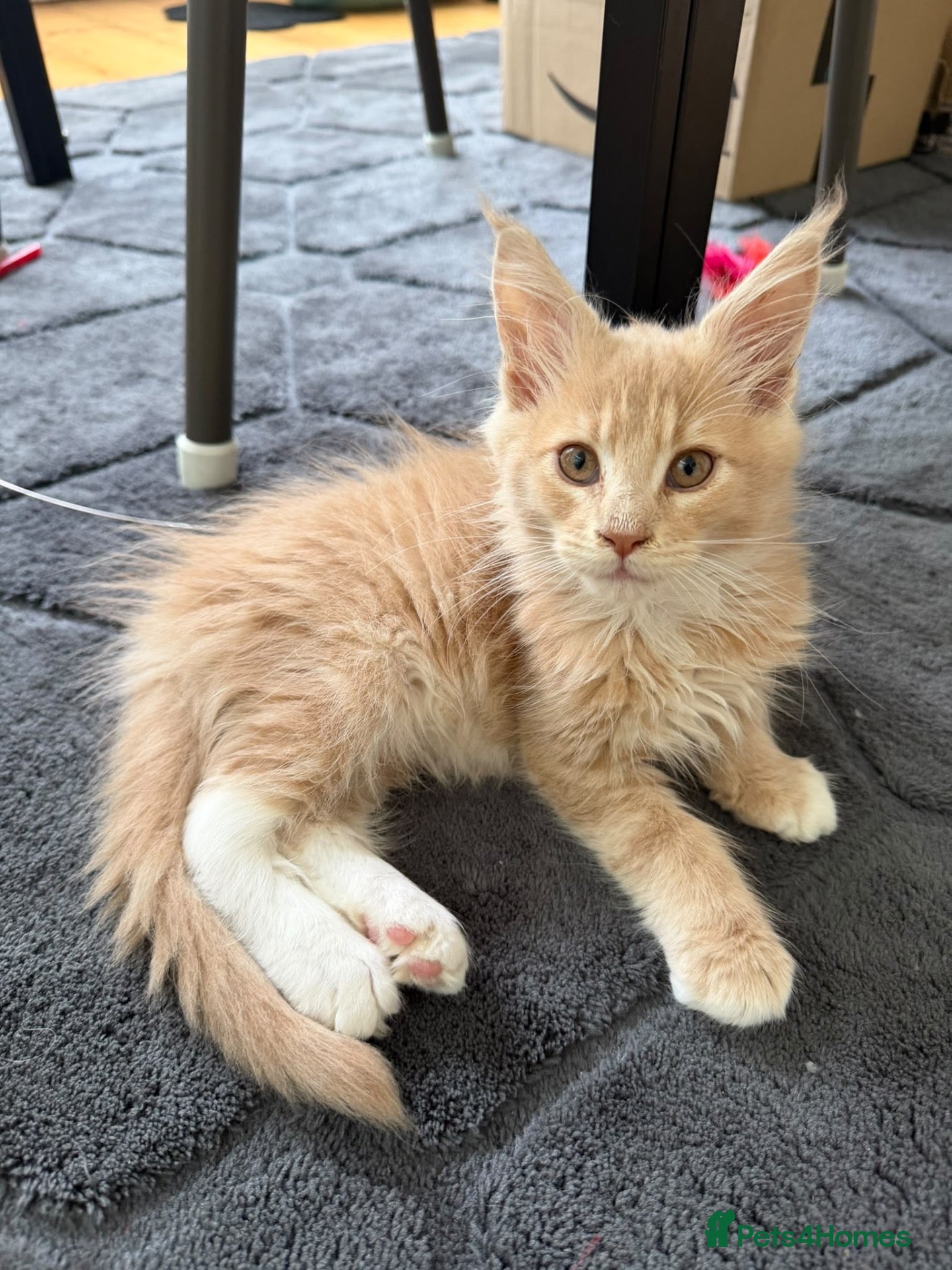 Maine Coon cats READY NOW ,TICA MALE MAINECOON - Advert 2