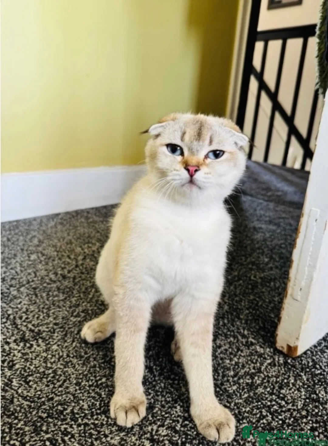 Scottish Fold cats for sale: ✨Kittens looking for forever home ✨ - Advert 1
