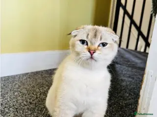 Scottish Fold cats ✨Kittens looking for forever home ✨ - Advert 14