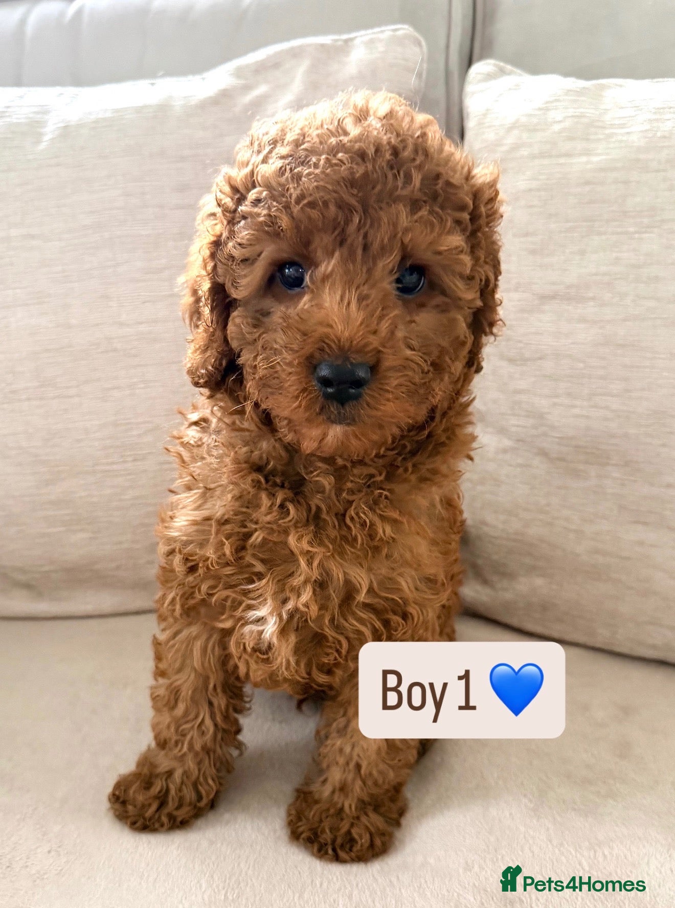 Cavapoo dogs Cavapoo puppies 5 star licensed breeder⭐  - Advert 2
