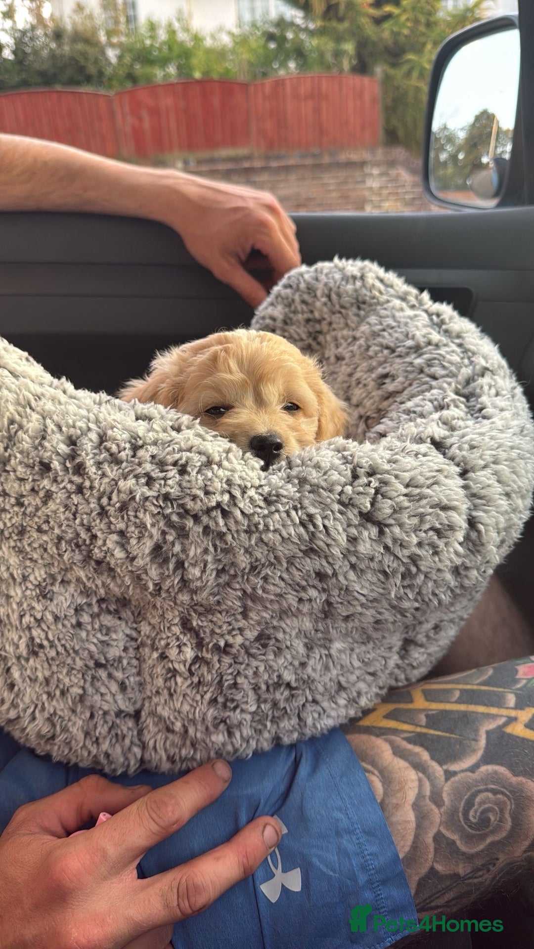 Mixed Breed dogs for sale: Shichon cross dachshund - Image 19