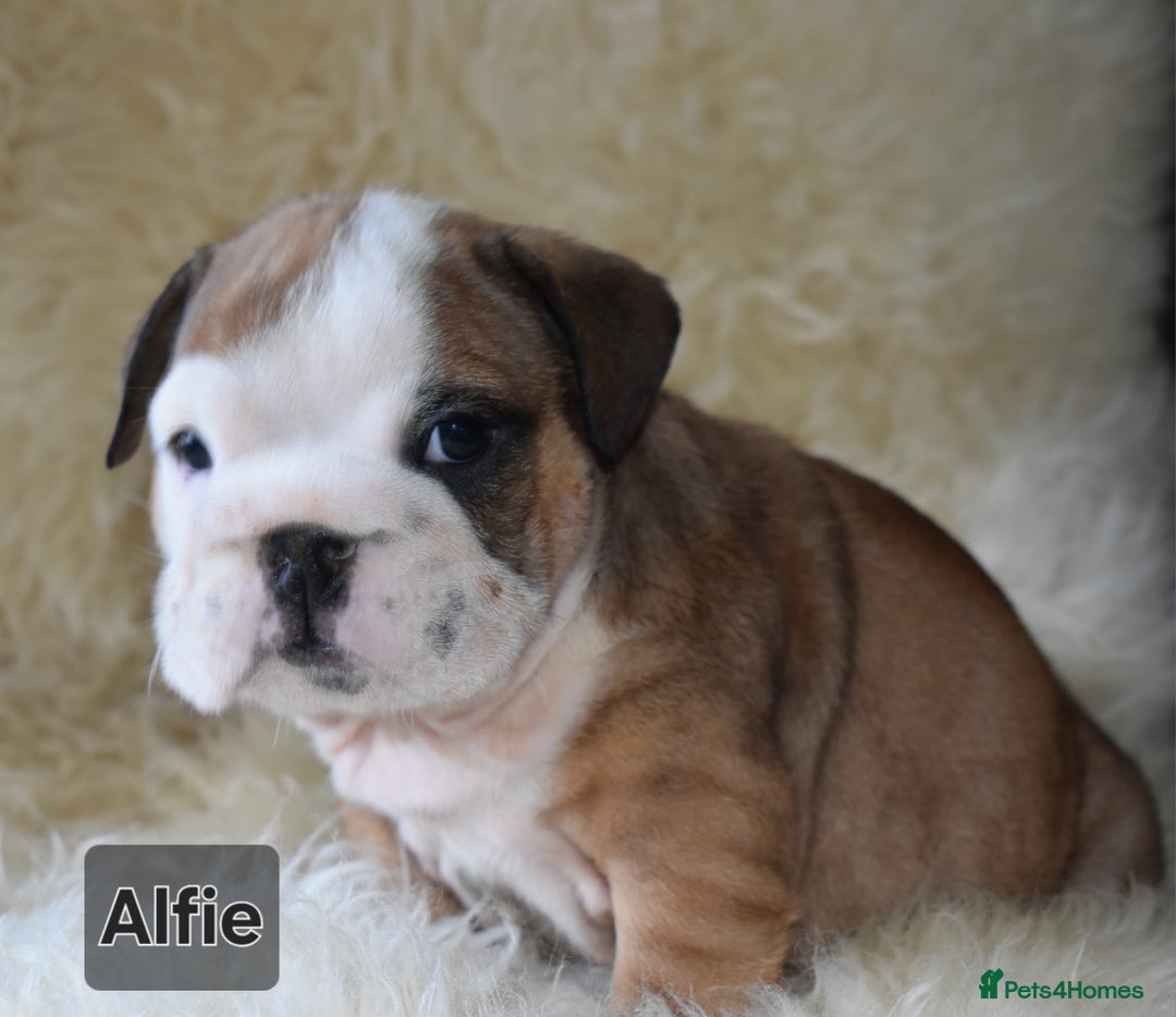 English Bulldog dogs for sale: Outstanding British Bulldogs NEIBULL Champ lines - Advert 16