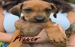 Rhodesian Ridgeback dogs for sale: Stunning Rhodesian RidgeBack Pups.. - Image 12