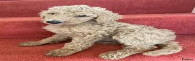 Standard Poodle 7