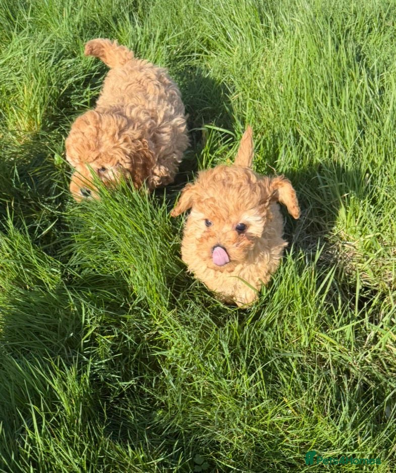 Cavapoochon dogs F1b Cavapoochon Puppies - Advert 5