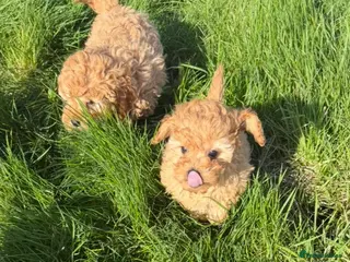 Cavapoochon dogs F1b Cavapoochon Puppies - Advert 3