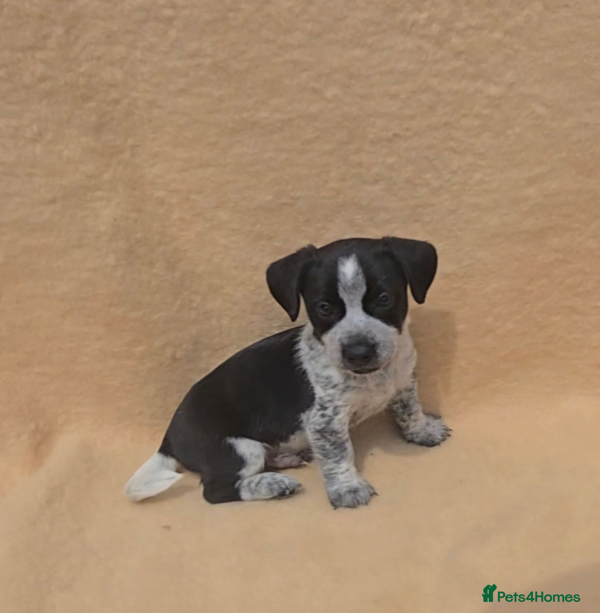 Jack Russell dogs **outstanding jack russell pups** - Advert 8