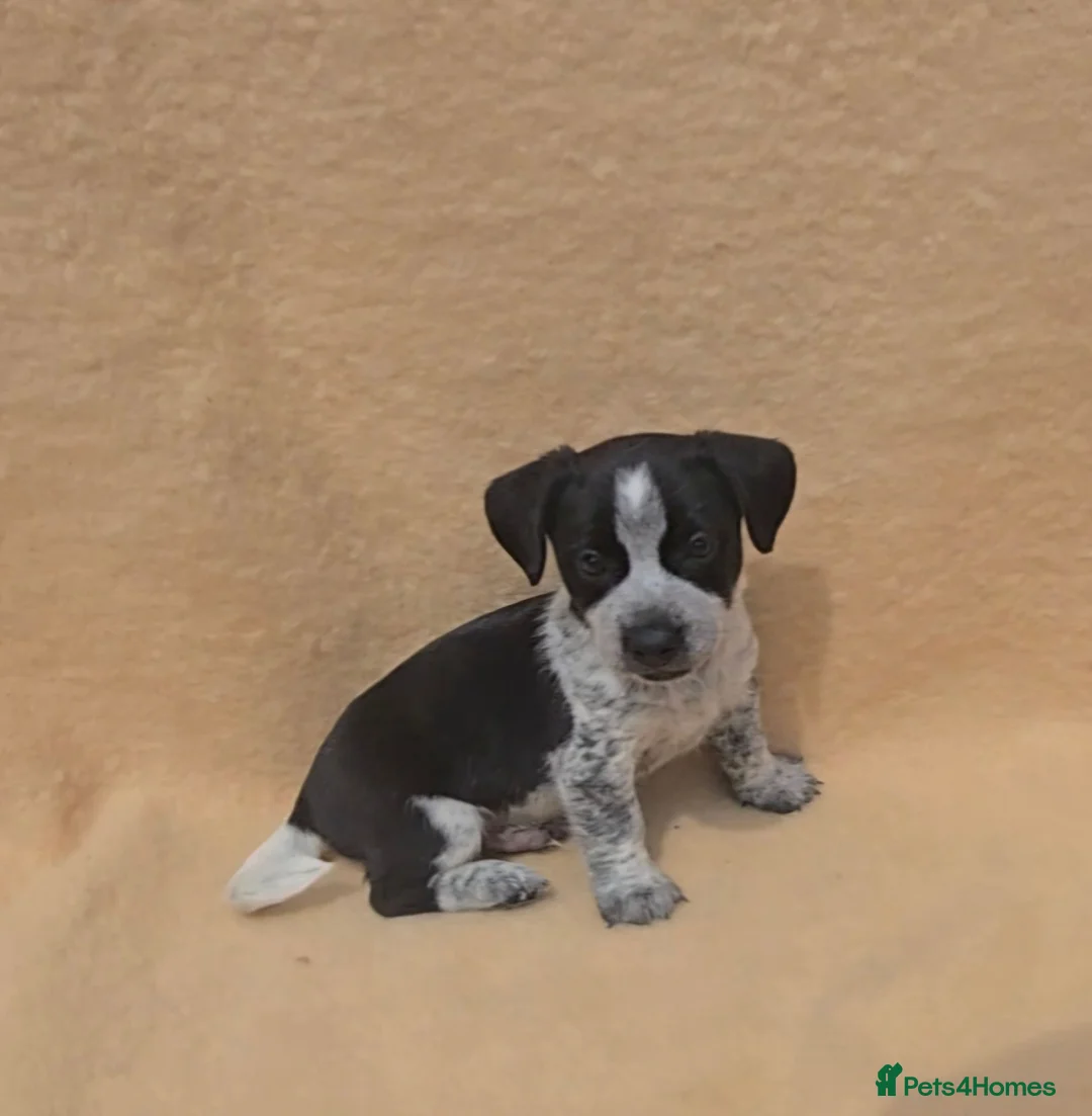 Jack Russell dogs for sale: **outstanding jack russell pups** in Poole - Advert 1