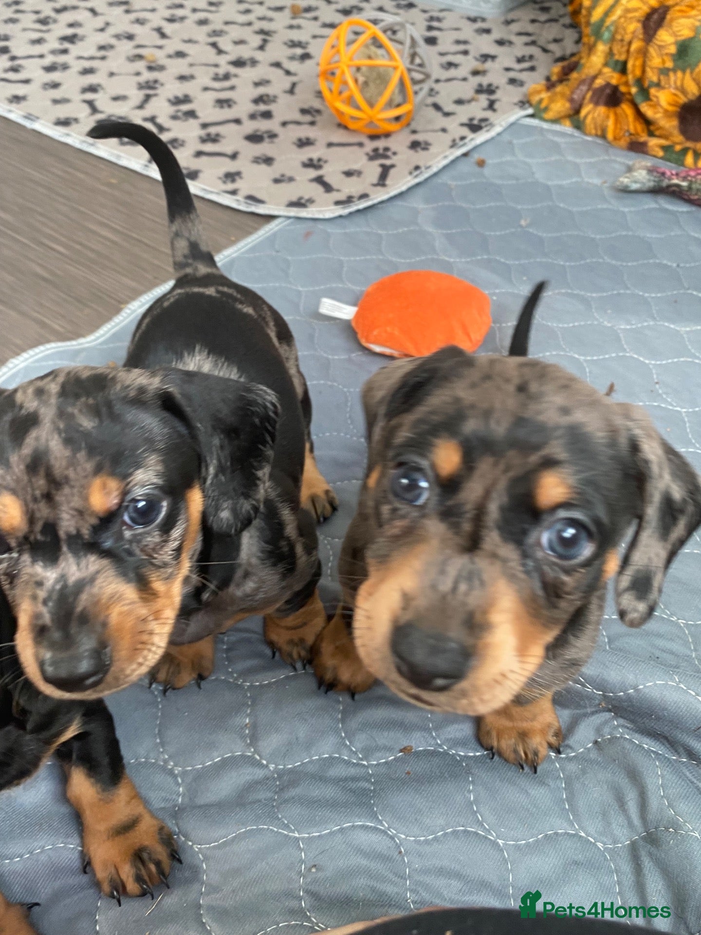 Dachshund dogs Tri silver dapple dachshunds ❤️ - Advert 12