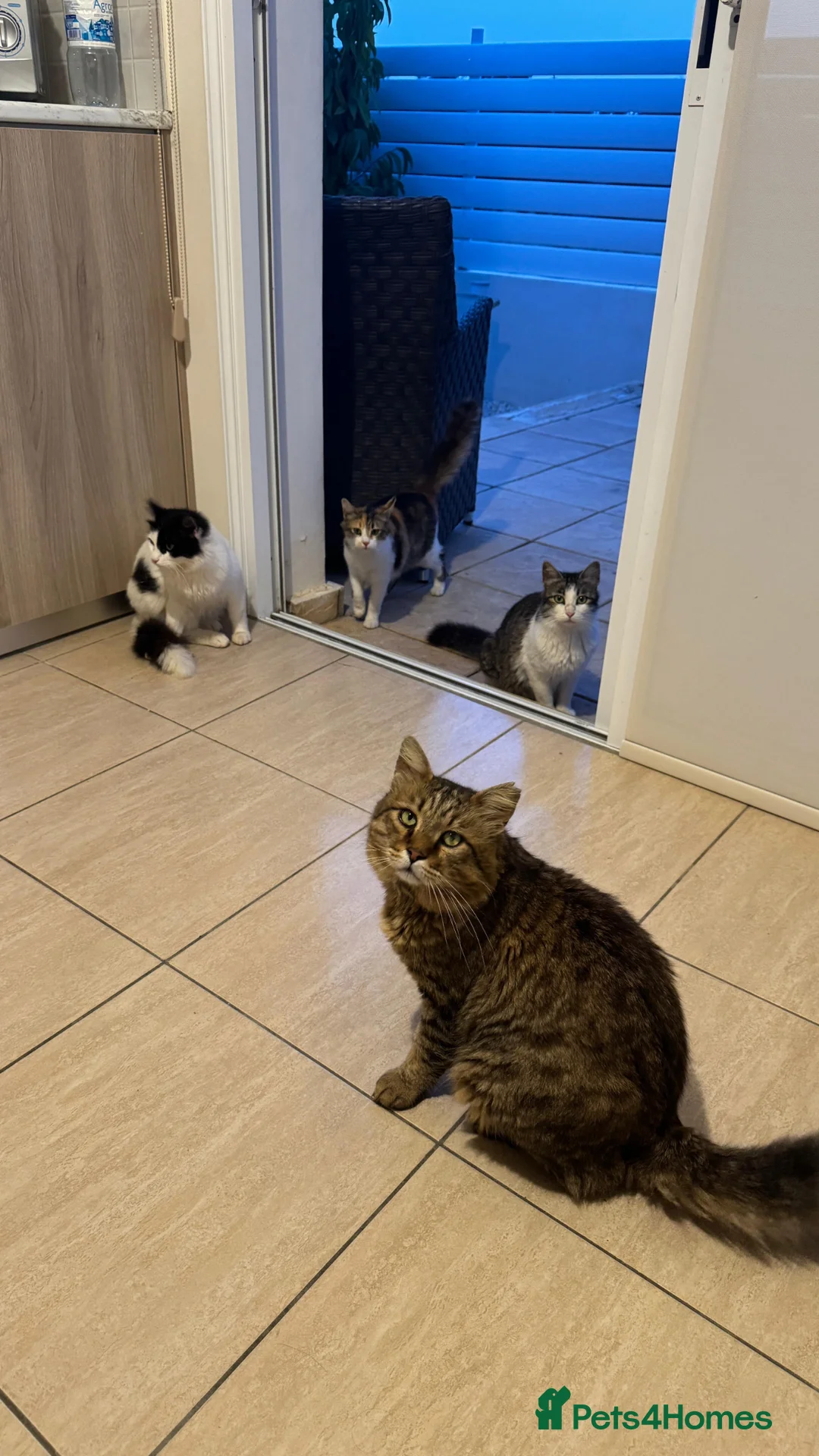 Mixed Breed cats for sale: Cypriot stray looking for forever home in Nottingham - Advert 8