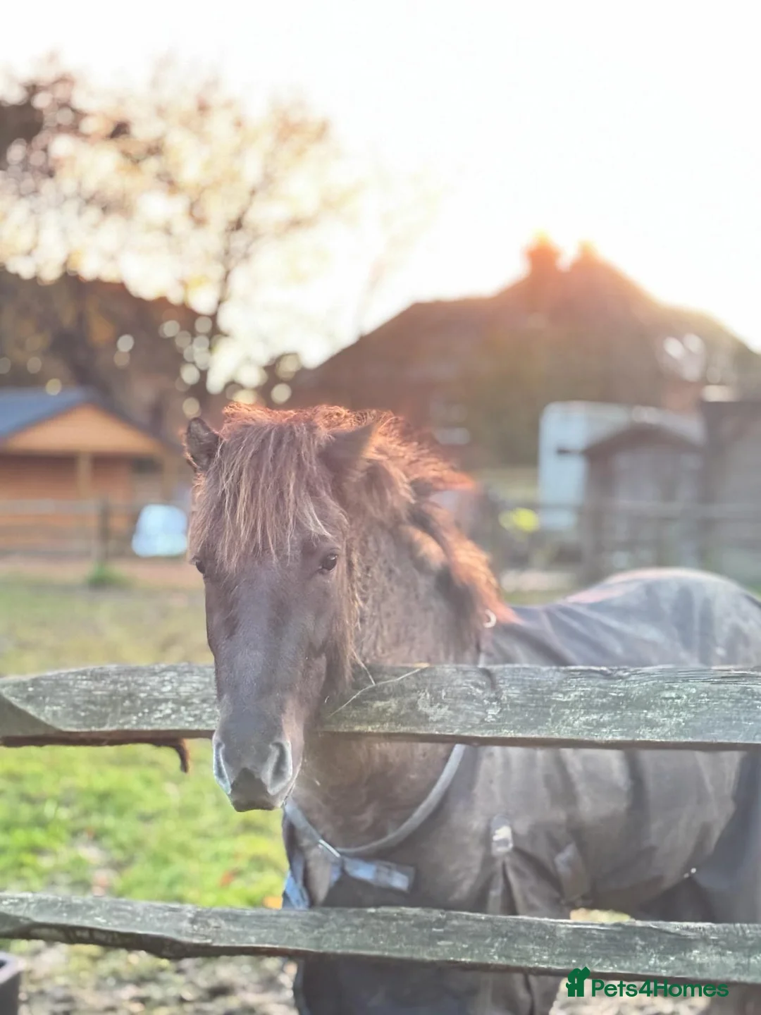 Dartmoor horses for sale: Dartmoor Hill Pony - Advert 1