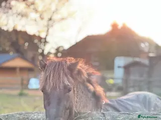 Dartmoor horses Dartmoor Hill Pony - Advert 3