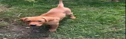 Labrador Retriever dogs for sale: Puppy for sale - Advert 2