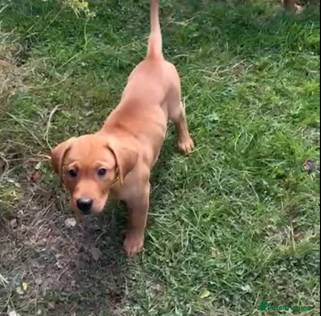 Labrador Retriever dogs for sale: Puppy for sale - Advert 2