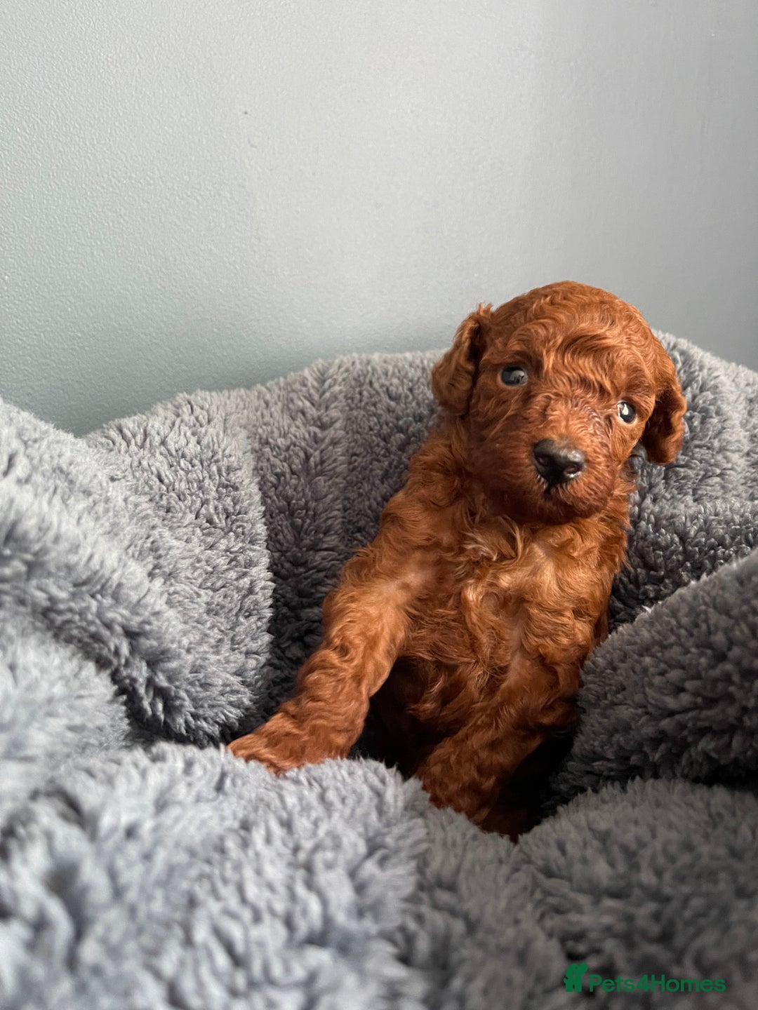 Toy Poodle dogs for sale: Toy Poodle Puppy 1 - Stunning KC Health tested deep red toy poodle - Image 10