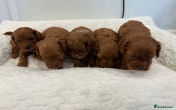 Cavapoo dogs for sale: 7 perfect f1b cavapoo’s. Fully dna & health clear. - Image 11