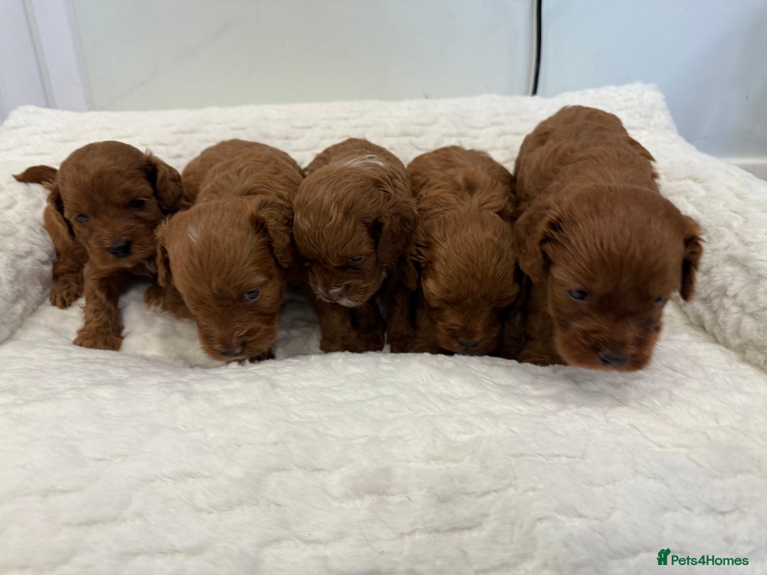 Cavapoo dogs for sale: 7 perfect f1b cavapoo’s. Fully dna & health clear. - Image 11