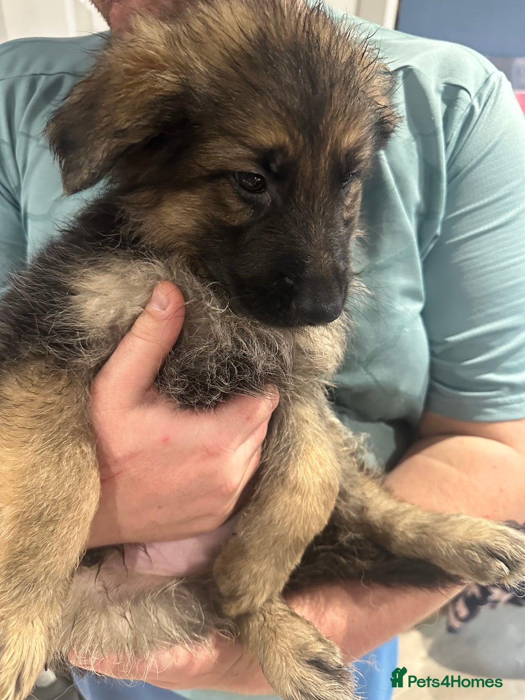 German Shepherd dogs for sale: German Shepherd puppies *Open to sensible offers* - Advert 2