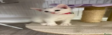 Russian White Kitten 1
