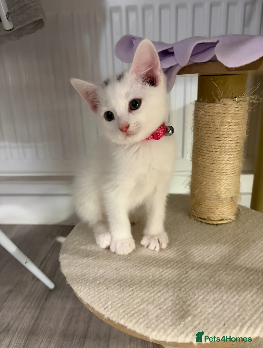 Russian Blue cats for sale: Last Girl Russian White Kitten – Ready to go now - Advert 8