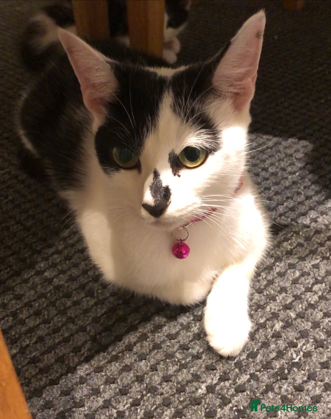 Domestic Shorthair cats for sale: 2 female cat sale - Advert 2