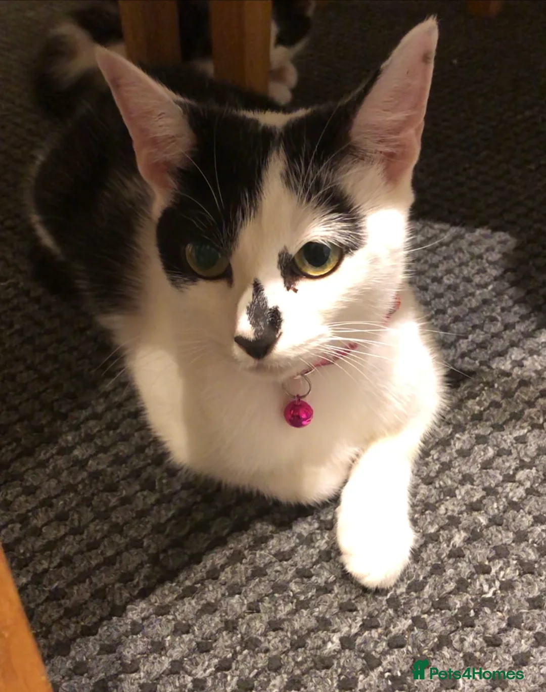 Domestic Shorthair cats for sale: 2 female cat rehoming  - Advert 2