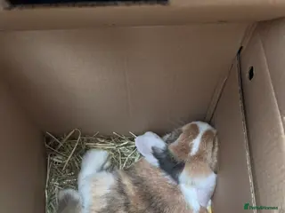 Mixed Breed rabbits Two Female Bunnies - Advert 14