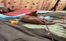 Burmese cats for sale: Burmese Kittens For Sale - Advert 9