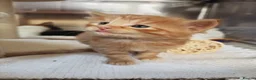 Mixed Breed cats for sale: Stunning kittens from a Maine Coon cross mum - Advert 32