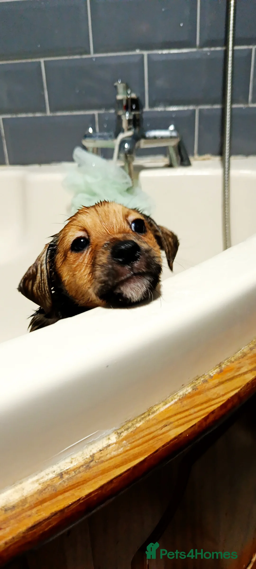 Mixed Breed dogs for sale: Healthy, Happy Puppies Available - Advert 15