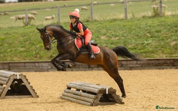 Arabian horse horses for sale: Part Bred 14.2hh Arab alrounder - Image 2