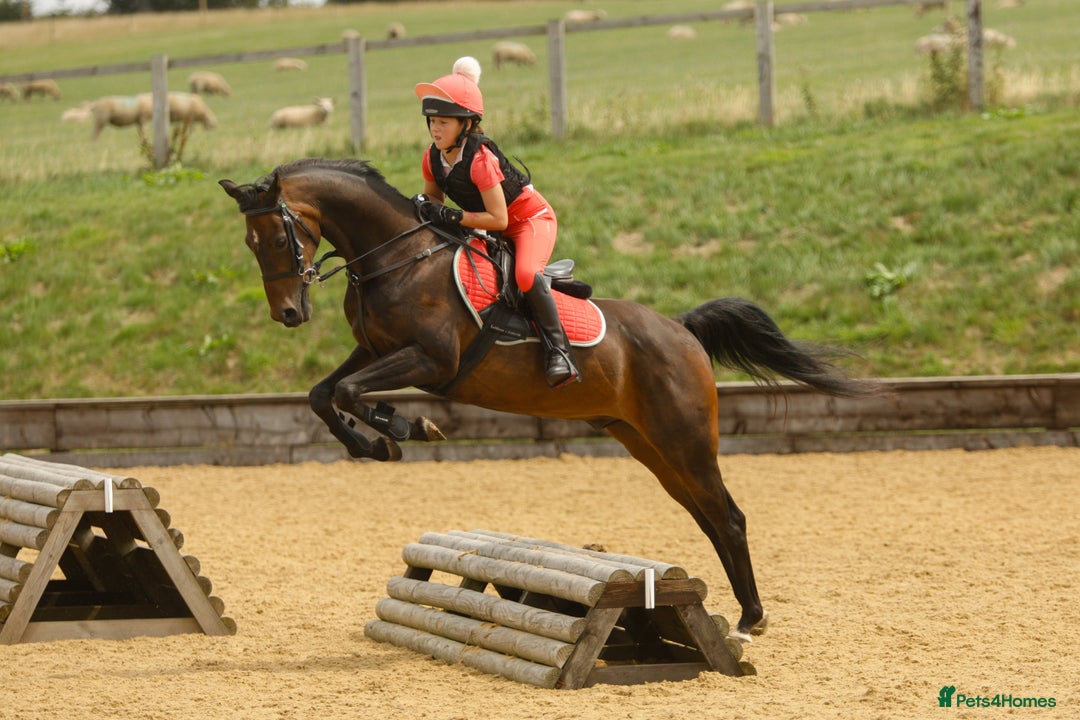 Arabian horse horses for sale: Part Bred 14.2hh Arab alrounder - Image 2