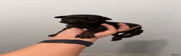 Dobermann dogs for sale: 15 Doberman X Puppies - WORKING | SPORT HOMES!!  - Advert 20