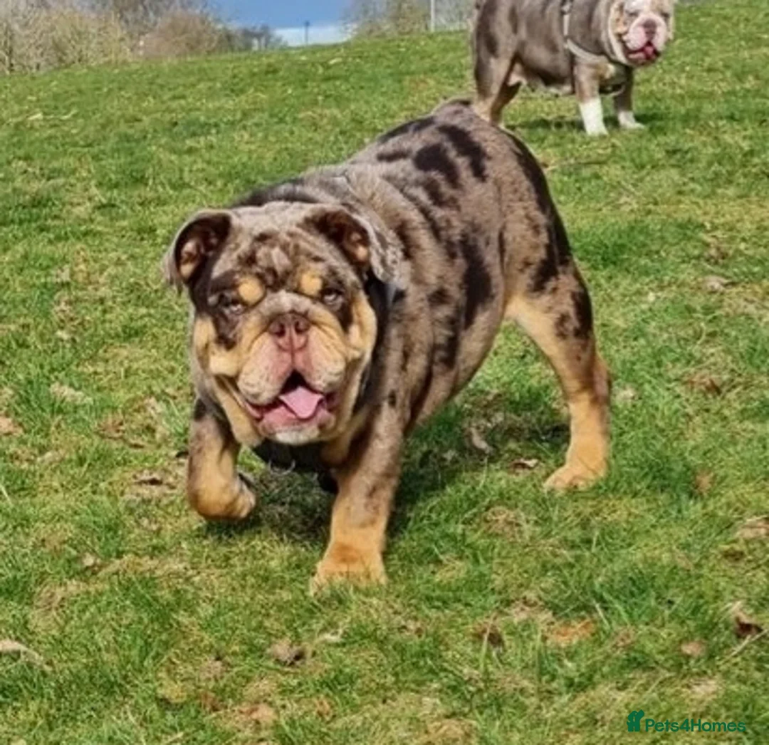 English Bulldog dogs for stud: *ROGUEROYALES Stud Valentino* Health Tested Clear in Wolverhampton - Advert 21
