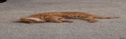 Mixed Breed cats for sale: Adorable Ginger Male Kitten in Bolton - Advert 2