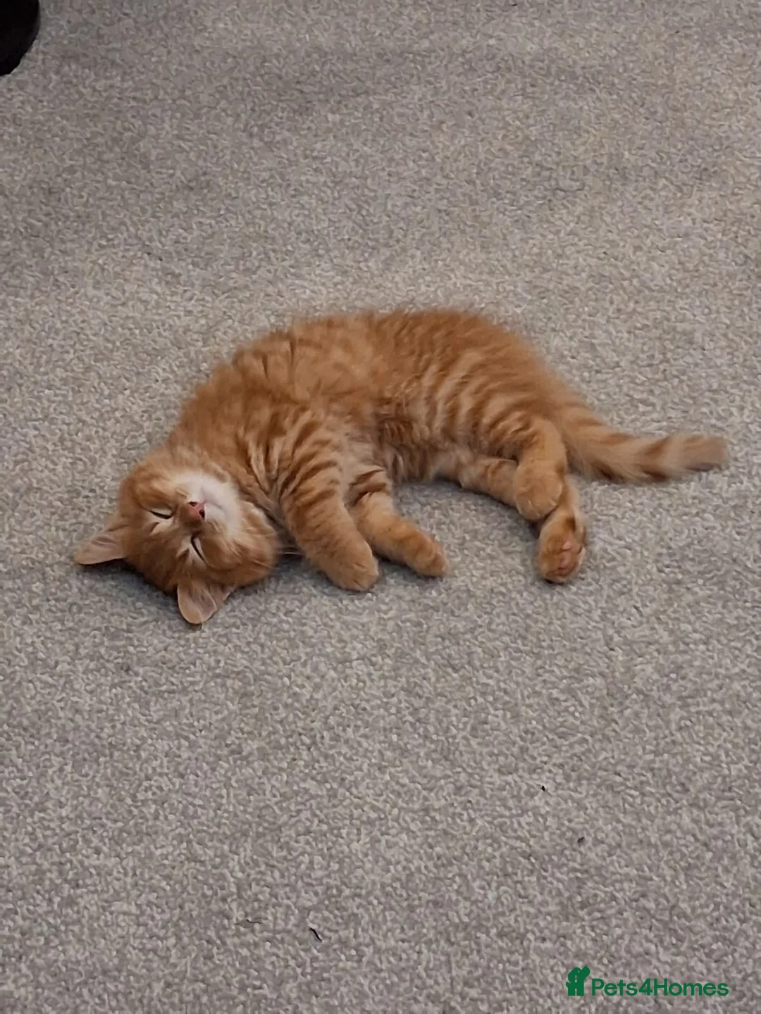 Mixed Breed cats for sale: Adorable Ginger Male Kitten in Bolton - Advert 2