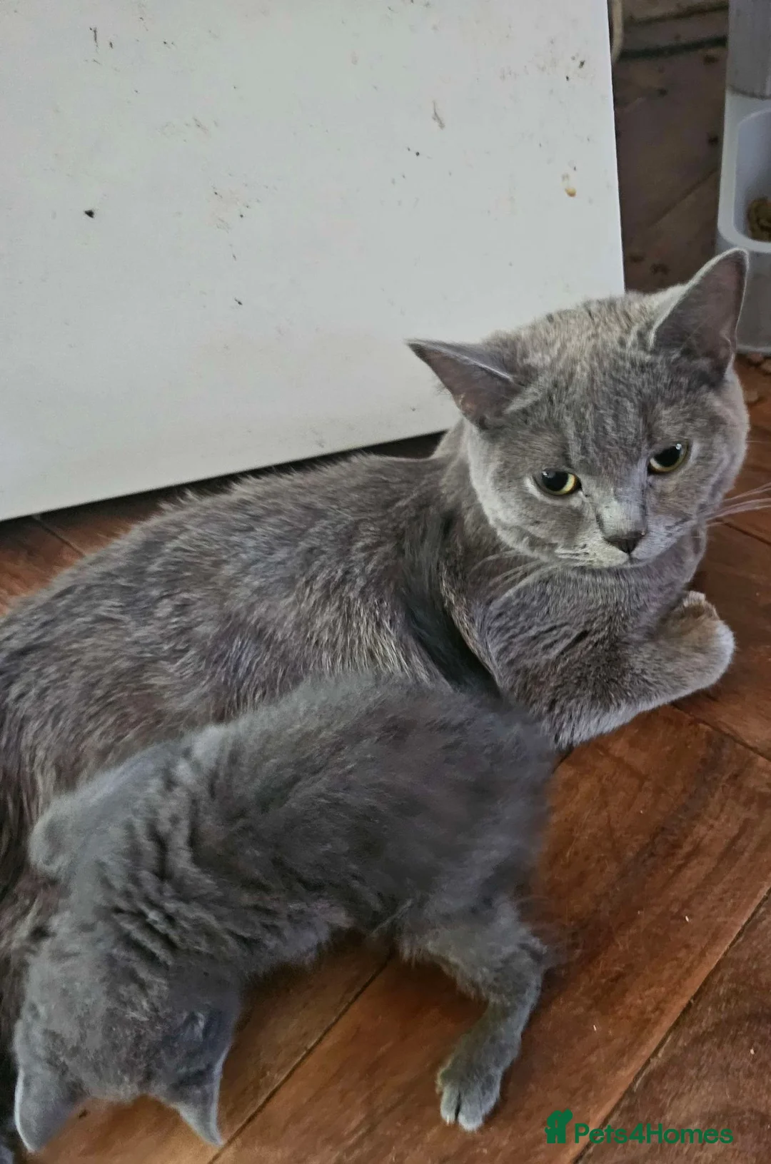 Mixed Breed cats for sale: Gorgeous Grey British Shorthair Mix Cats  in London - Advert 4
