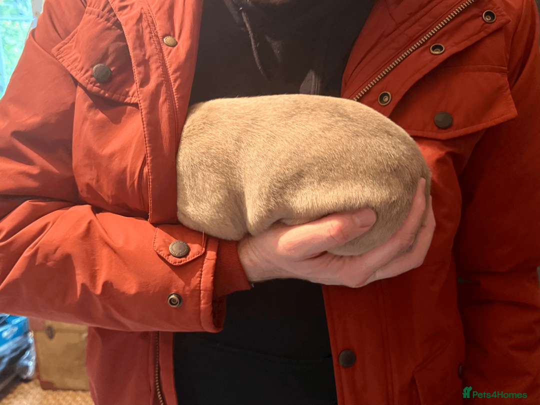 Mixed Breed dogs for sale: 5 stunning Whippet Bedlington pups.  - Advert 6