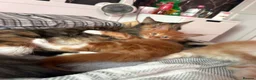 Maine Coon cats for sale: BEAUTIFUL MAINE COON KITTENS LOOKING FOR NEW HOME - Advert 38